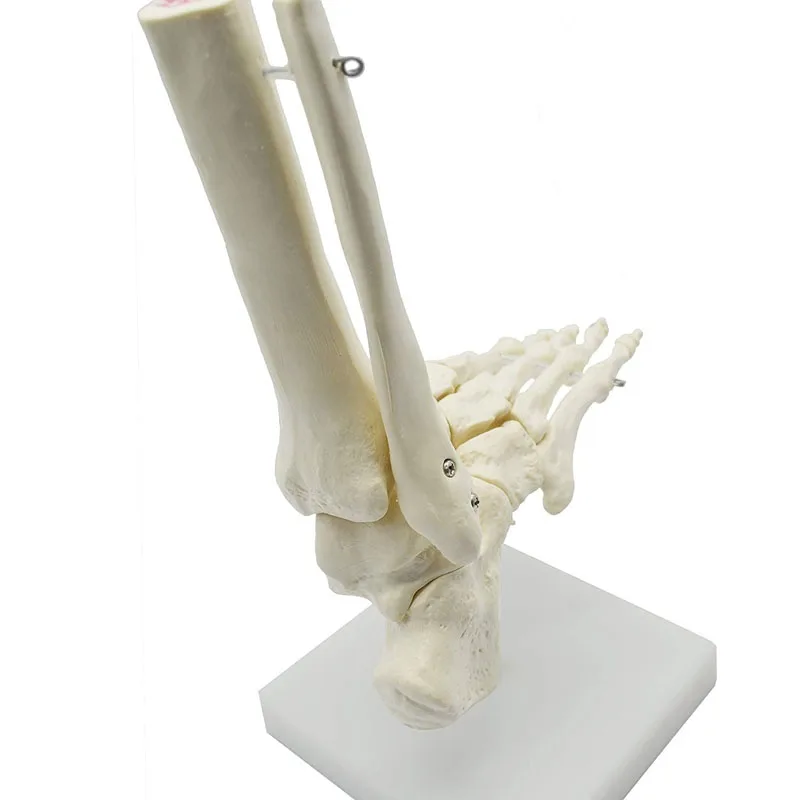 1:1 Lifesize Human Foot Skeleton Anatomy Model Medical Science Teaching Resources