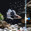 10pcs Aquarium Air Flow Control Valve Tap Fish Tank Air Regulator Hose Connector For Oxygen Tube Aquarium Accessories 6