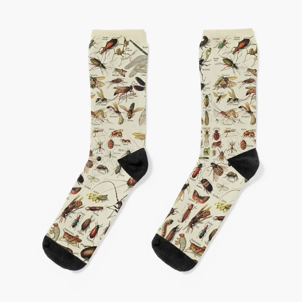 Insects Chart. Scientific Illustration, text in french Socks funny gifts kawaii sports and leisure Women Socks Men's