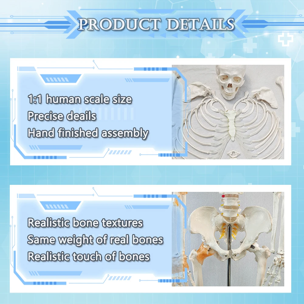 Medical Science Life Size Anatomical Skull Model Skeleton Detachable Jaw Bone For Educational And Lab Teaching Display Tools