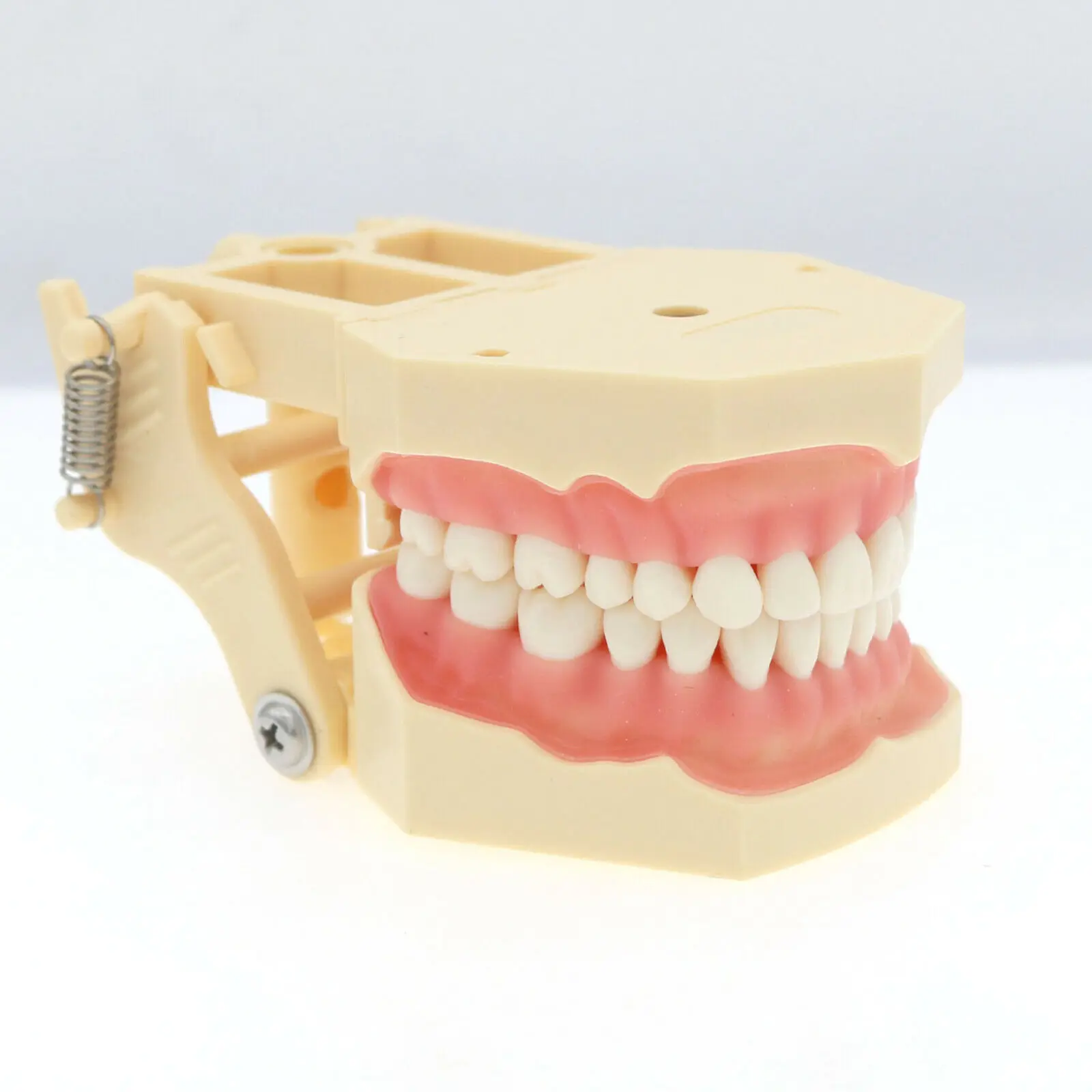 Tanio Model dentystyczny dentystyczny Model dentystyczny Model zębów