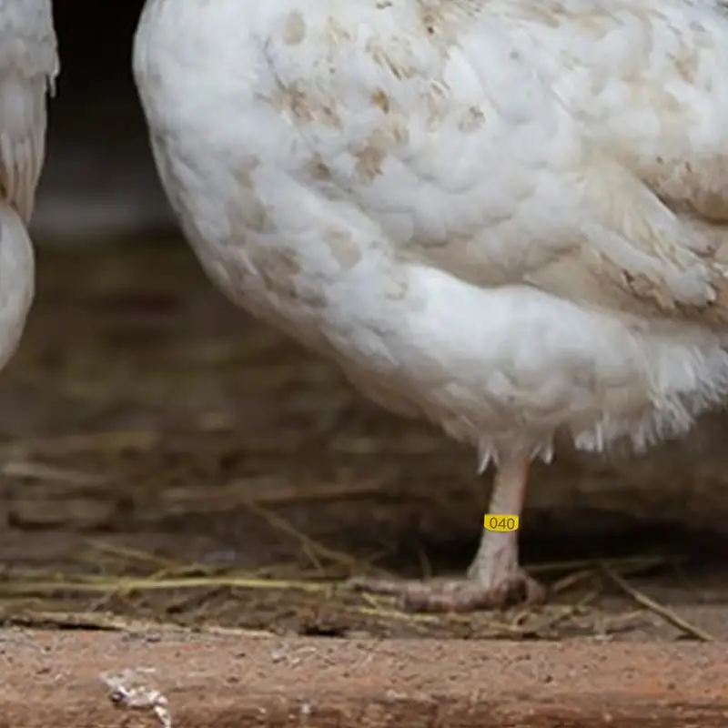Colorful Chicken Leg Identification Rings for Poultry