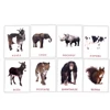 Russian Animals Words Card for Baby 2-6 Years old Enlightenment Teaching tools Montessori Learning Education Cognitive Flashcard 4