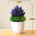 Songzhen violet