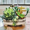 Romantic bouquet Potted Mini Building blocks Girl toys DIY design building blocks Flower ornaments decorate Christmas gifts 4