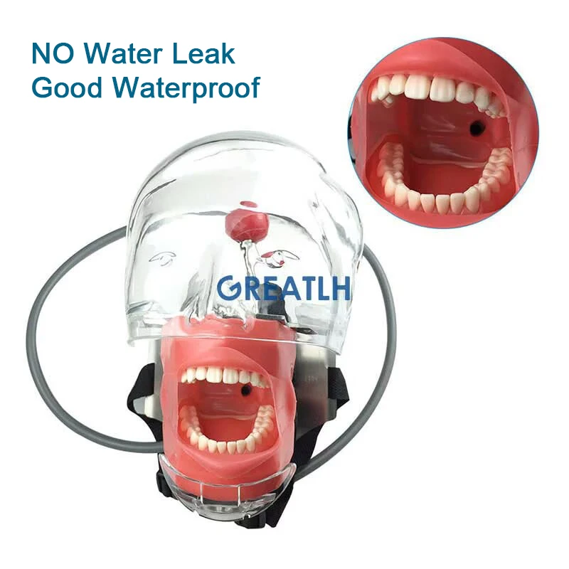Dental Head Model Dental Simulator Head Model Manikin Phantom Head