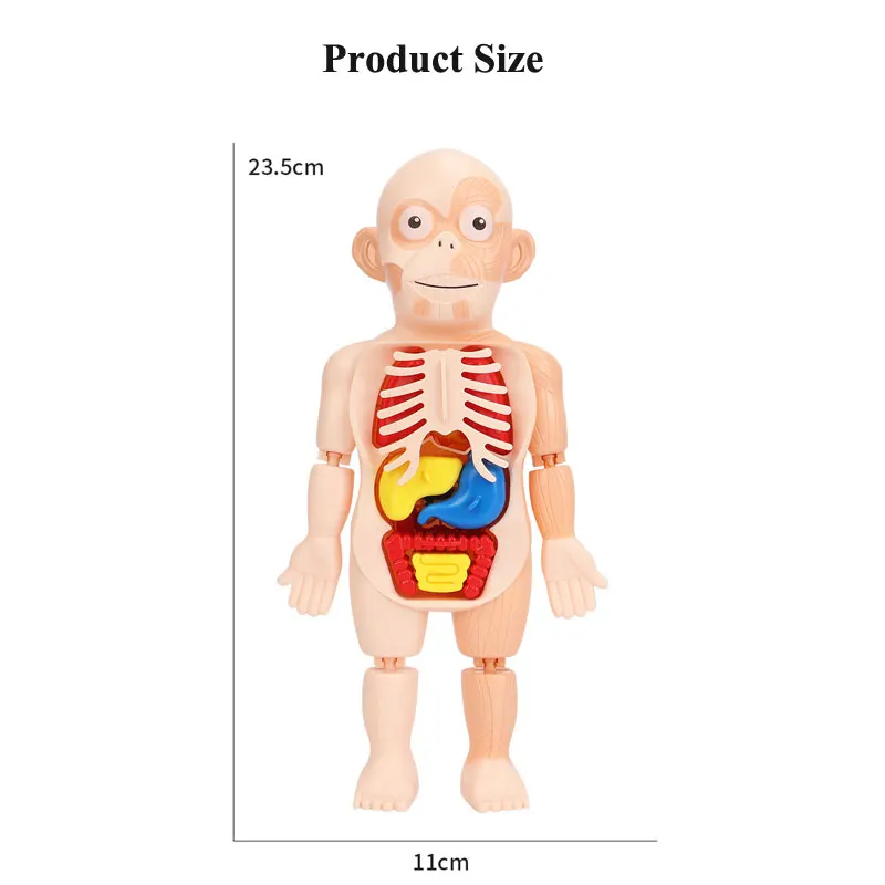 3D Puzzle Human Body Anatomy Model Kid Montessori Learning Educational Organ Assembled Toy Teaching Tool For Children STEAM Gift 5