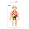 3D Puzzle Human Body Anatomy Model Kid Montessori Learning Educational Organ Assembled Toy Teaching Tool For Children STEAM Gift 5