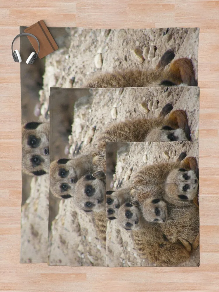 Meerkat   , ܿ   ε巯   , ʴ 