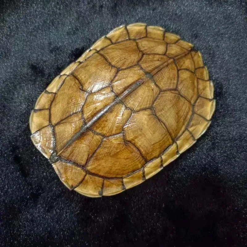 

Real tortoise shell is natural and complete, real tortoise shell household ornaments, pendants divination hobby collection