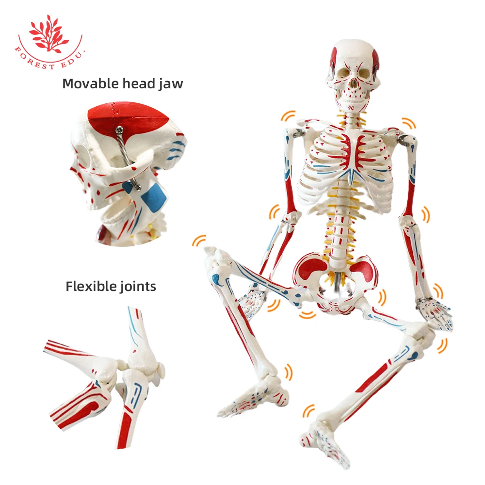 Human Anatomy Skeleton Model FRT008 85cm Whole Body Muscle Painted Include Spinal Nerve Roots and Carotid Artery Medical Science