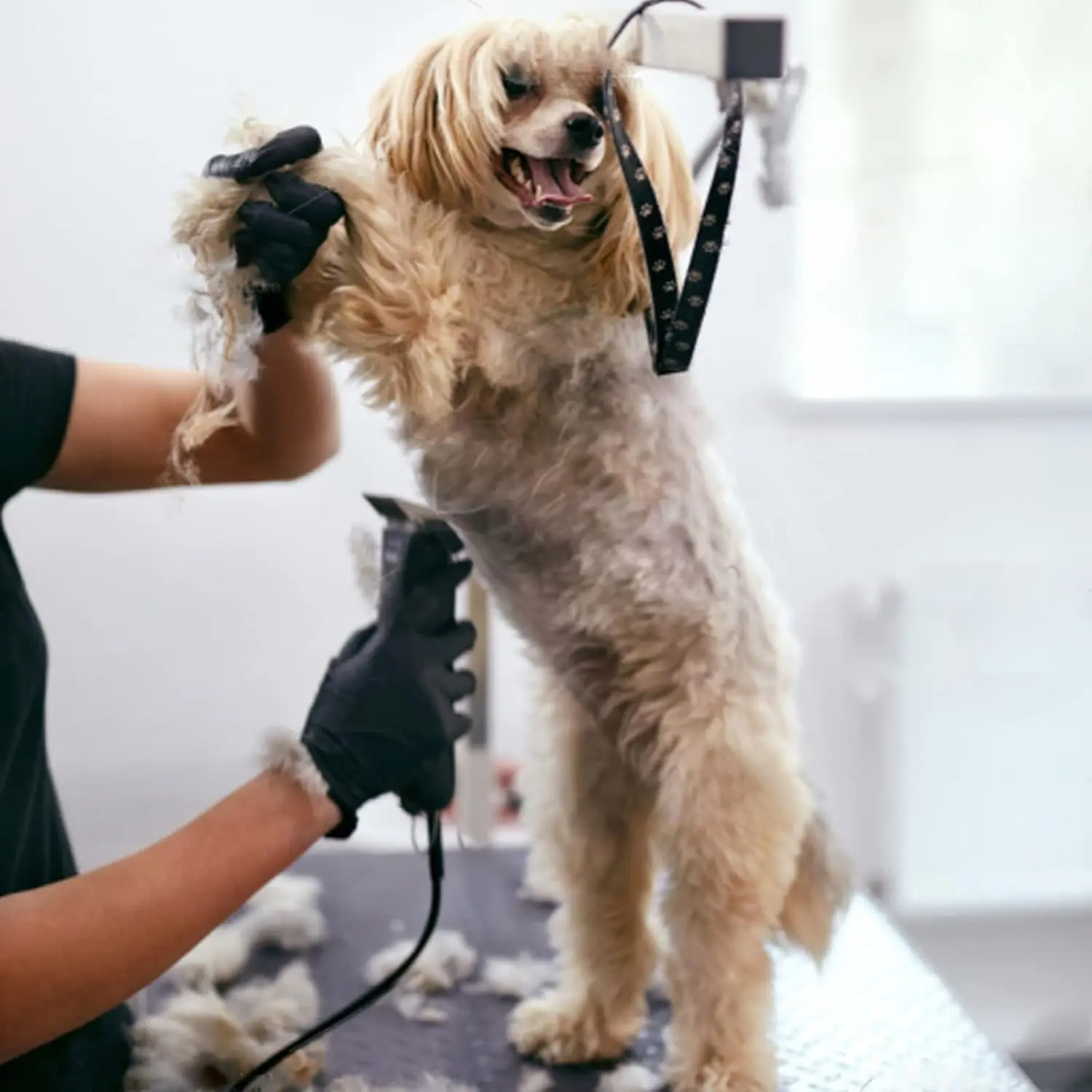Pet Dog Cat Grooming Clipper Steel Detachable Blade Compatible with Most Andis,Oster A5,Wahl KM10 Series Animals Clippers