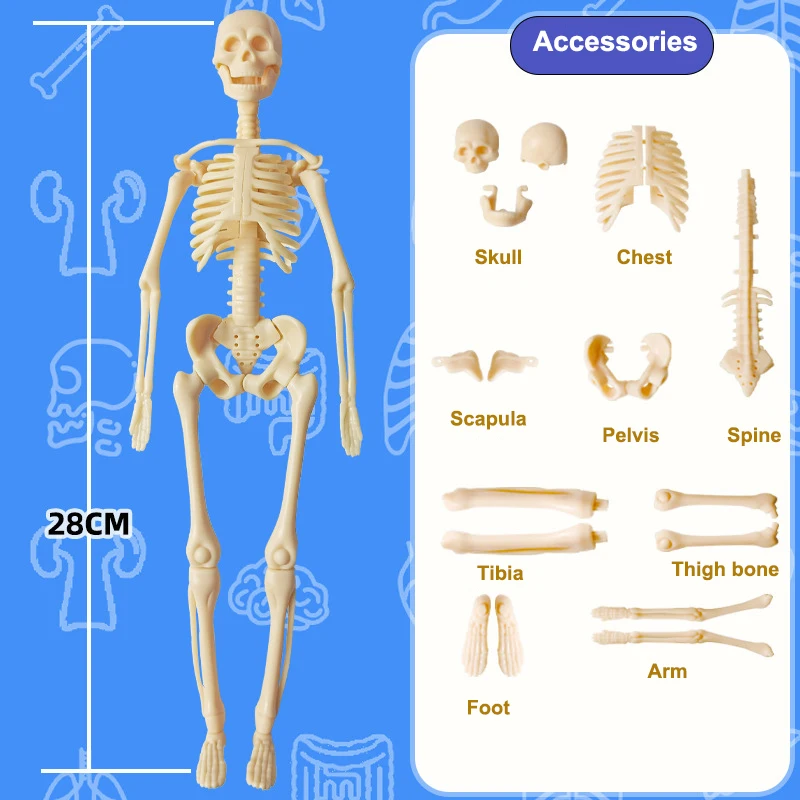 3D Human Torso Model Children's Anatomical Human Skeleton Organ Model Can Be Assembled DIY Human Organ Toys Educational Toys 5