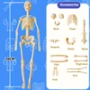3D Human Torso Model Children's Anatomical Human Skeleton Organ Model Can Be Assembled DIY Human Organ Toys Educational Toys 5