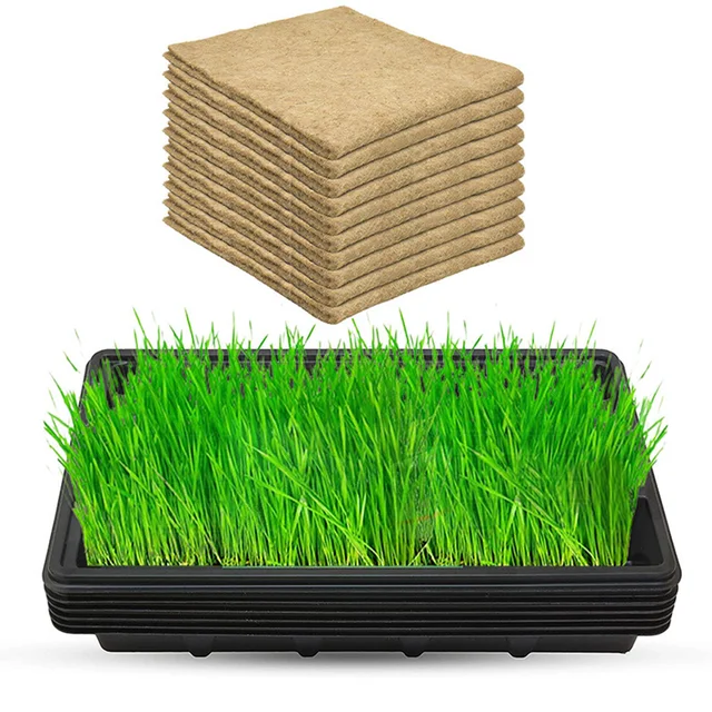 Óvoda Lélegző Kiegészítők Hidroponikus Készlet Diy Sloted Csészék Növénytermesztési Szikla Gyapjúkockák Multifunkcionális Kerti Ellátás