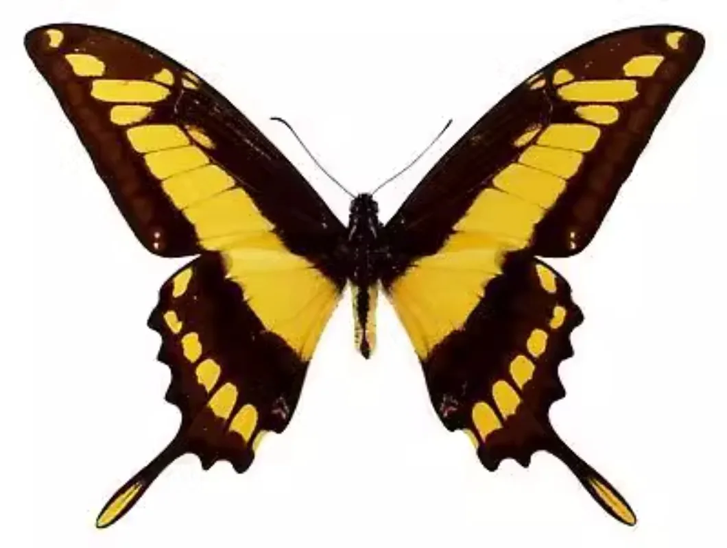 

Papalio Thoas Real Butterfly and Insect Specimens DIIY Handicraft Home Decor Collection Exhibition Gothic Decor Sculpture