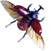 29pcs Real Beetle Wild Insect Animals Specimen Unicorn Beetle Steampunk Education Collection Kid 3