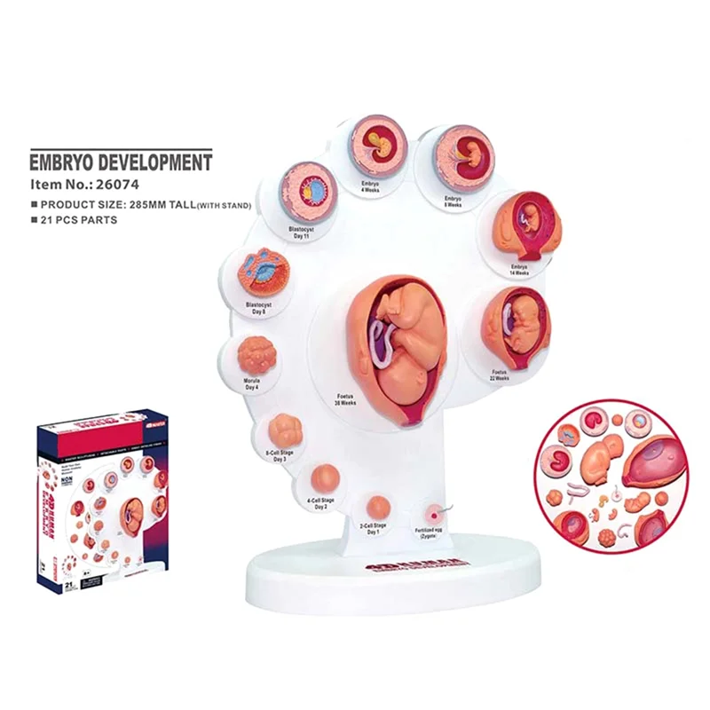 4D Human Embryo Development Anatomical Model Fetal Growth Organ Teaching Alpinia Assembled Toys 3