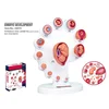 4D Human Embryo Development Anatomical Model Fetal Growth Organ Teaching Alpinia Assembled Toys 3