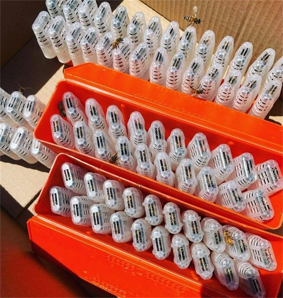Queen Bee Transport Box Kit 20Pcs White Queen Bee Cages Red Large Transport Box Rearing Incubator Moving Isolator