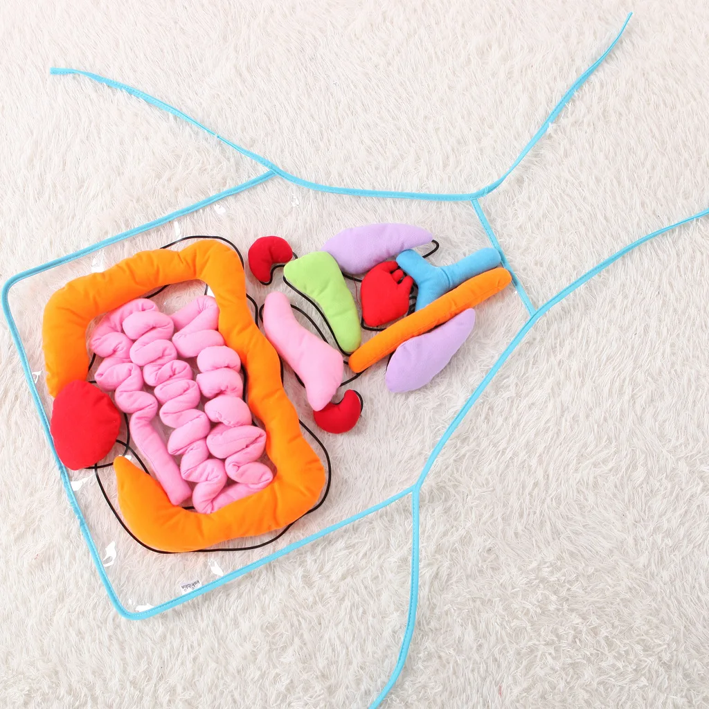 Children Anatomy Apron Human Body Organs Awareness Preschool Science Home School Teaching Aids Early Educational Toys 5