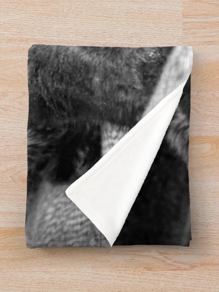 Bob the Dog ������ ���, ��� ����, ������ �ܿ� ���