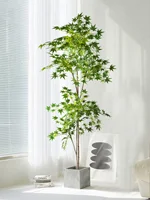 70–140 cm Falskt japansk lønnetre
