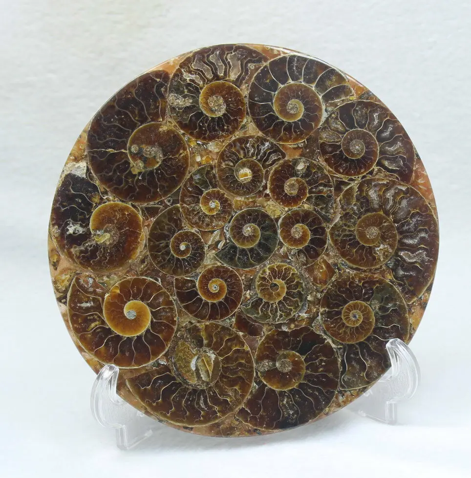 4 "Bella Ammonite Fossile Di Borsette Disco Tutta Madagascar Ammonite Fossile Di Quelli Collegati Tra Loro Non Rotto Con Ripiano