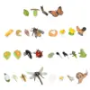 Animal Life Growth Cycle Figure Teaching Tools Science Birthday Gifts Puzzle Biology Model for Boys Girls Preschool Learning 1