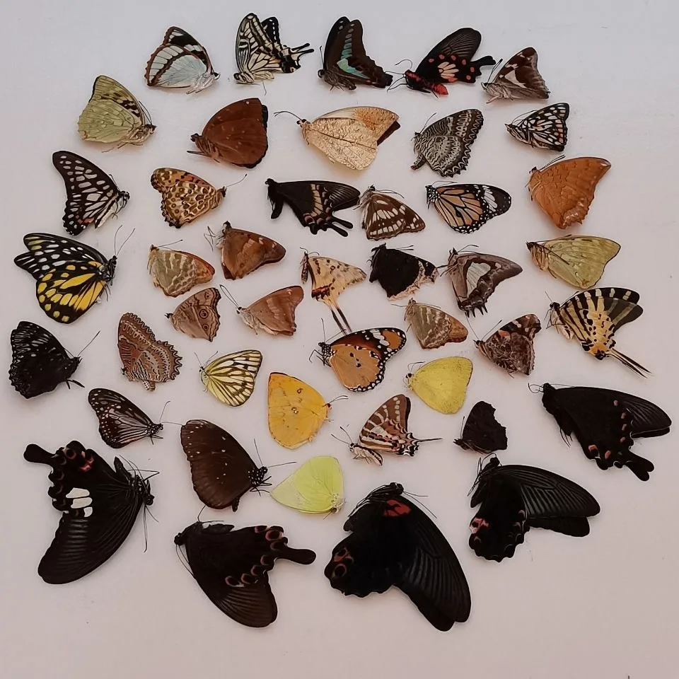 

High-quality real butterfly specimens do not spread their wings DIY practice production materials, etc.