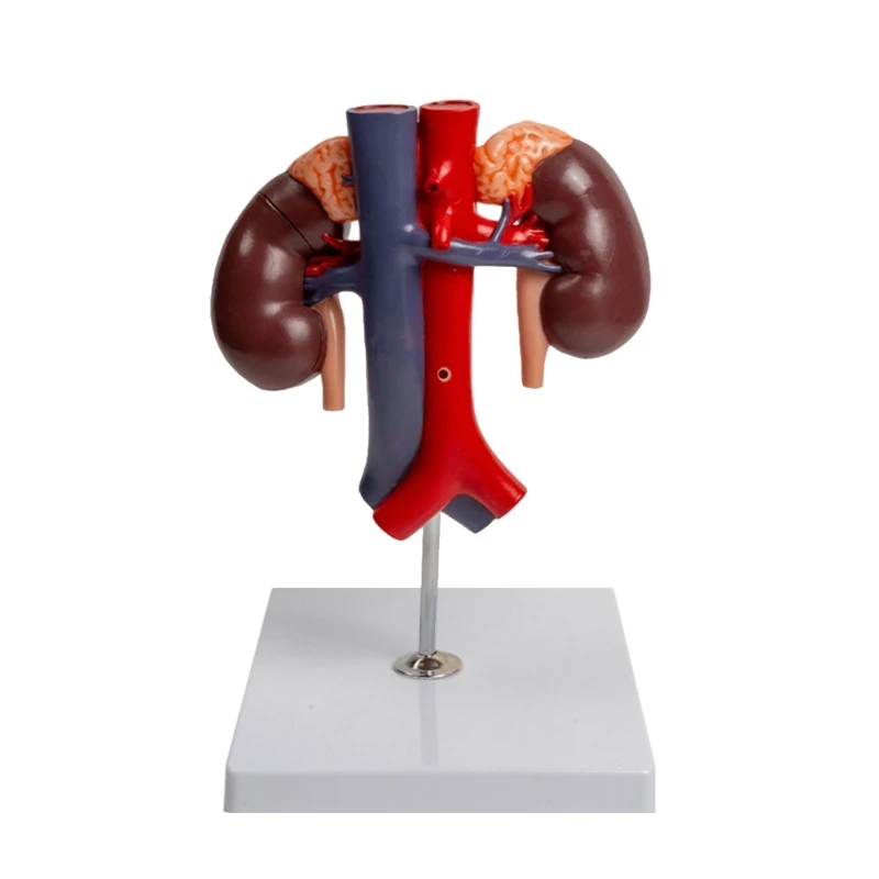 

Anatomical Kidney Model for Disease Study