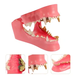 Modelo de dientes para estudio, modelo canino para clínica de mascotas