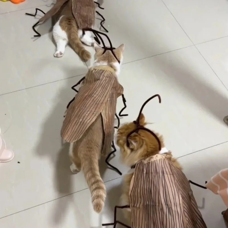 할로윈 바퀴벌레 코스프레 고양이 후드티 재미있는 애완동물 의상 축제 파티 복..