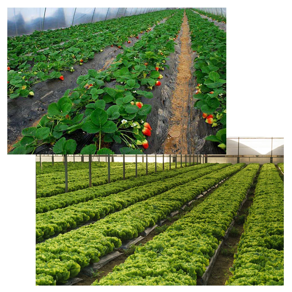 Meboyz Lot De 50 Pointes D'ancrage En Nylon Spirale En Plastique De 20,3 Cm Pour Bordure De Pavé, Barrière Contre Les Mauvaises Herbes, Gazon Artificiel Et Plus Encore