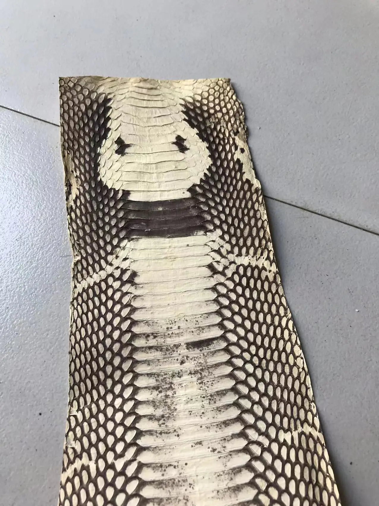 

CS005 cobra skin