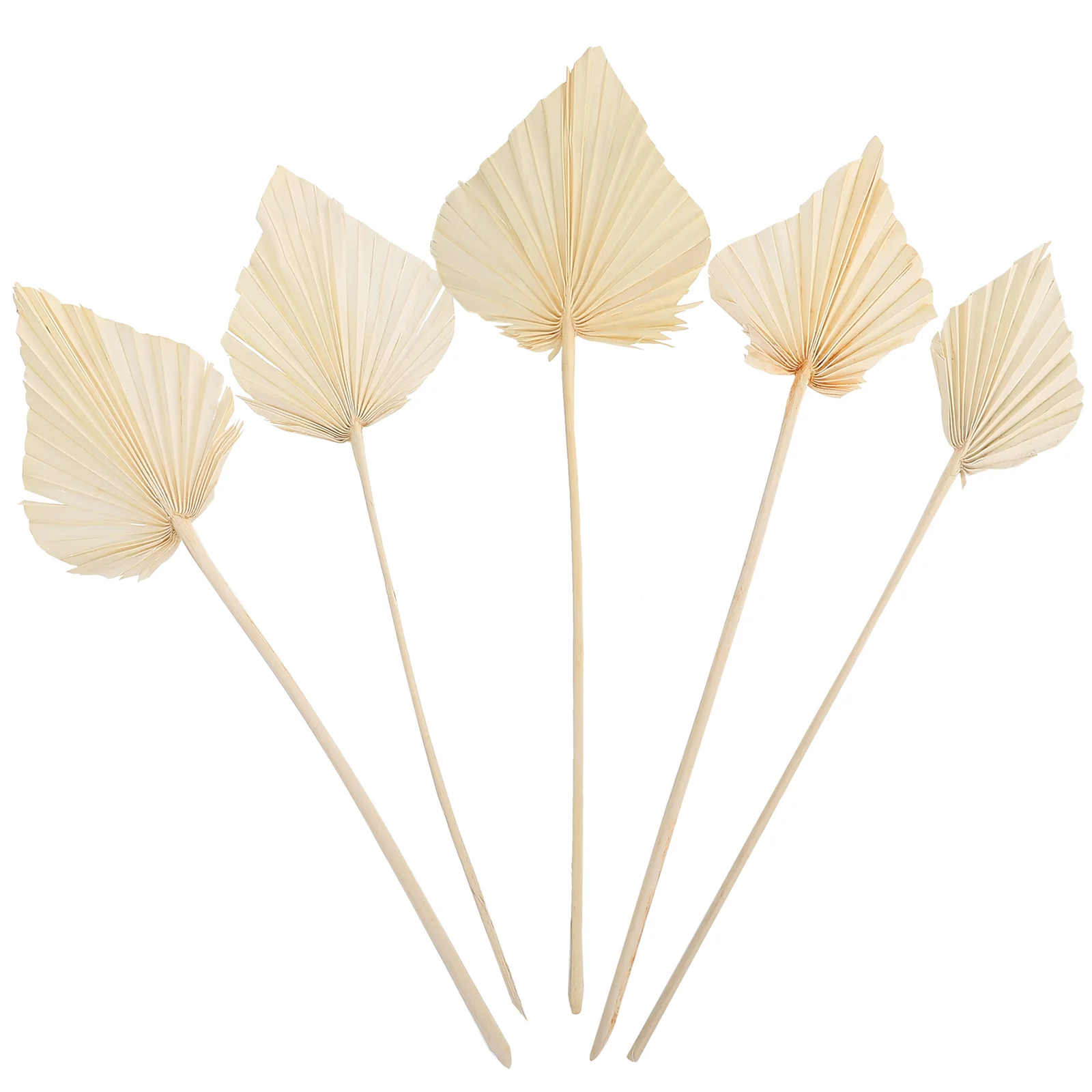 Palm Leaves Dried Decor Leaf Tropical Party Natural Flowers Pampas Flower Fan Decorations Fans Faux Decoration Stem Dry Wedding