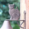 Rustic Cast Iron Cat Wall Hand Cranking Bell Double-sided Farm House Accents For Home Garden Office Bar Outdoor Decoration 5