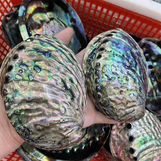 Kiváló Minőségű Kagyló, Mint Karácsonyi Díszek Ajándéka A Gyerekeknek Vagy Az Otthoni Szoba Reiki Dekoráció 1Db - Image 2