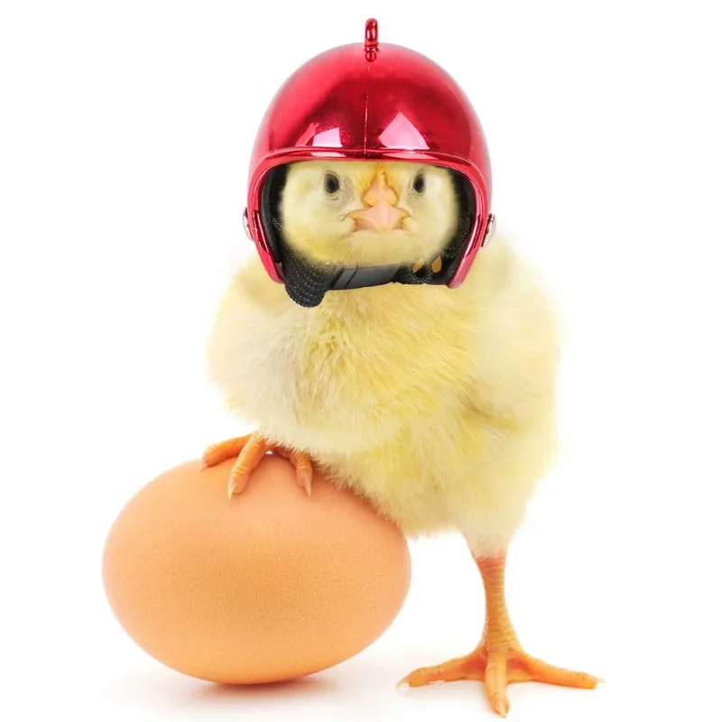 1pcs Chicken Helmet Fuuny Hat Hen Pet Protective Gear Sunscreen Rain Helmet Toy Pet Small Supplies Clothing Accessories