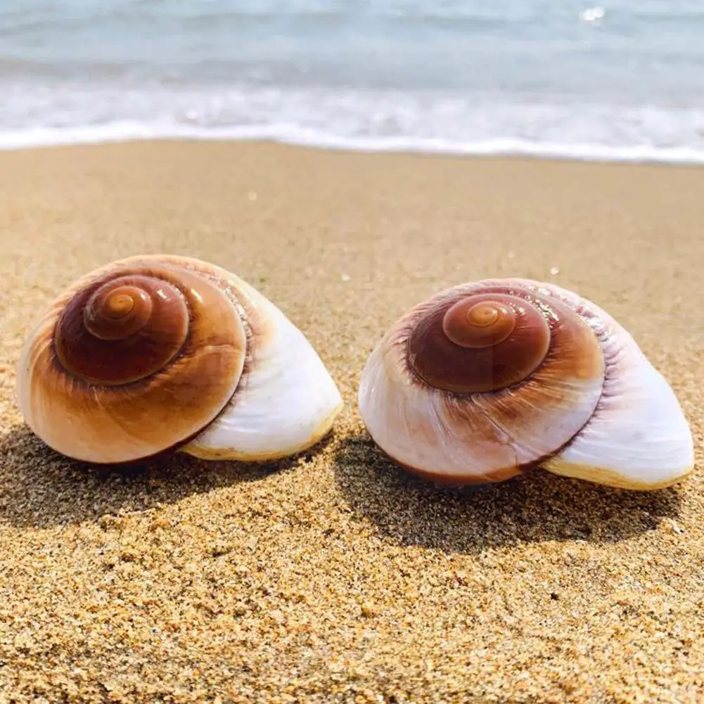 Natural Shell Ornaments Seashell Conch Bread Snail Natural Mediterranean Home Aquarium Collectibles Toys 5-7cm Decoration Gift