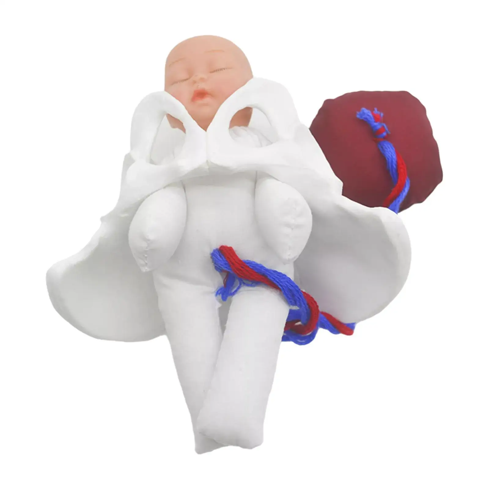 Female Pelvis Model Childbirth Model for Science Education Teaching Study 6