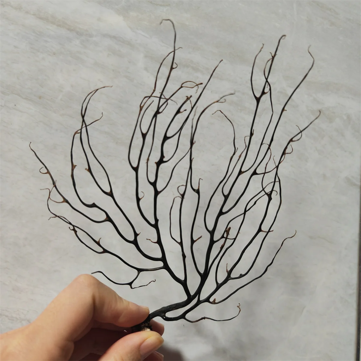 Fai Da Te Fish Tank Plant 7/14/Cm Landscape Natural Coral Real Black Coral Aquarium Artware Plant Aquario Aquarium Decoration Ornament