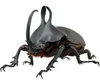Insect Specimen of Real Beetle, Golden Turtle Insects, Beetle, Optional Spade, Teaching, Research, Photography Props 1