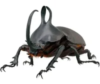 Insect Specimen of Real Beetle, Golden Turtle Insects, Beetle, Optional Spade, Teaching, Research, Photography Props 1