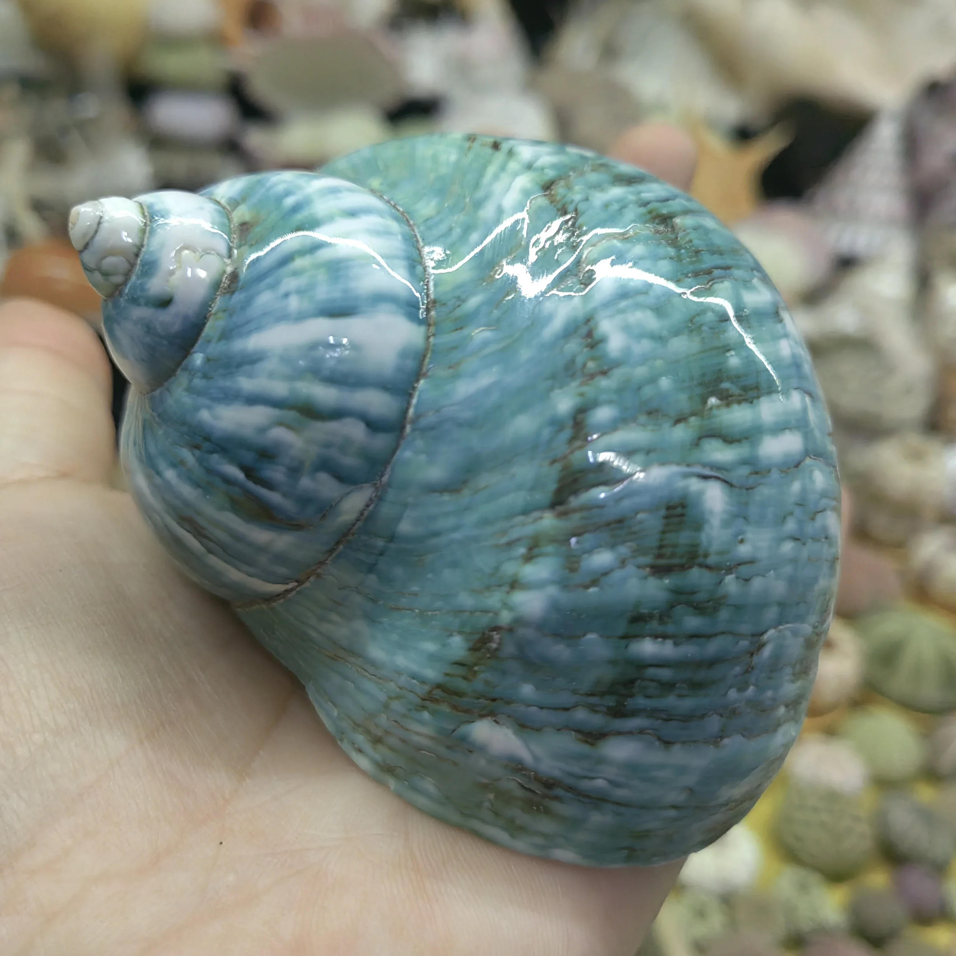 Large Turbo Shell Shells for Crafts Beachy Decor Nautical Decorations for Home Hermit Crab Replacement Shell Jade Gr