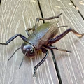 Cricket