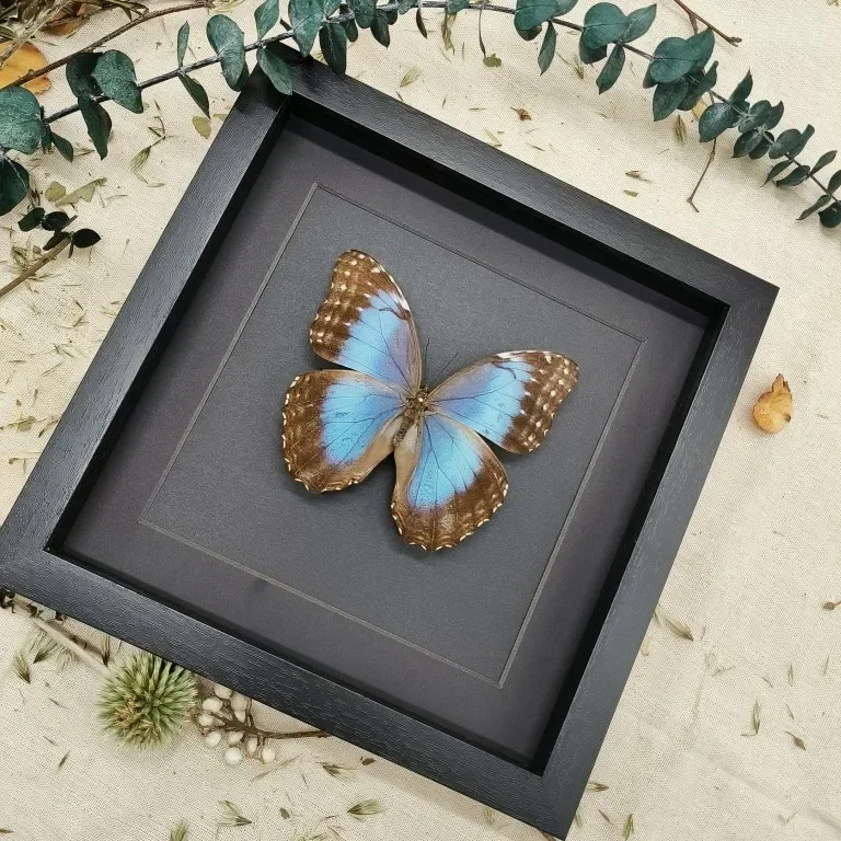 Morpho Menelaus Blue Flash Butterfly Real Butterfly Specimens Wings Have Spread Out Entomologist Insect Lover 3