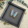 Morpho Menelaus Blue Flash Butterfly Real Butterfly Specimens Wings Have Spread Out Entomologist Insect Lover 3