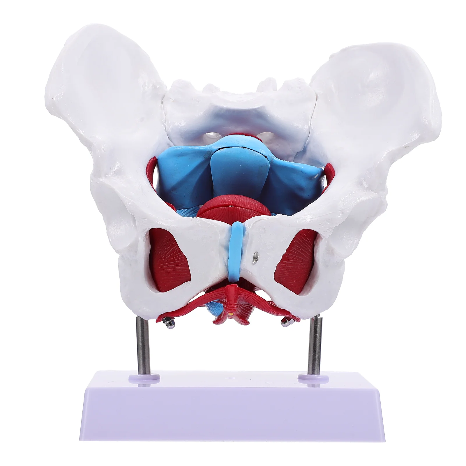 

Pelvic Uterus Model Accessories Pelvis for Learning Teaching Animal Organ Anatomical Pvc Muscle Medical Aid Female