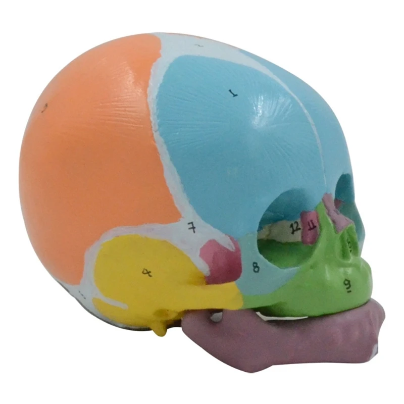 

Life Size Baby Head Bone Model Anatomical Baby Head Skull Model, Baby Skeleton Model for Diseases Study